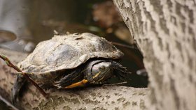 Želvy nádherné jsou aktivní hlavně v letním období. Vidět je na hladině Boublíkova rybníku, nebo ne břehu není problém.