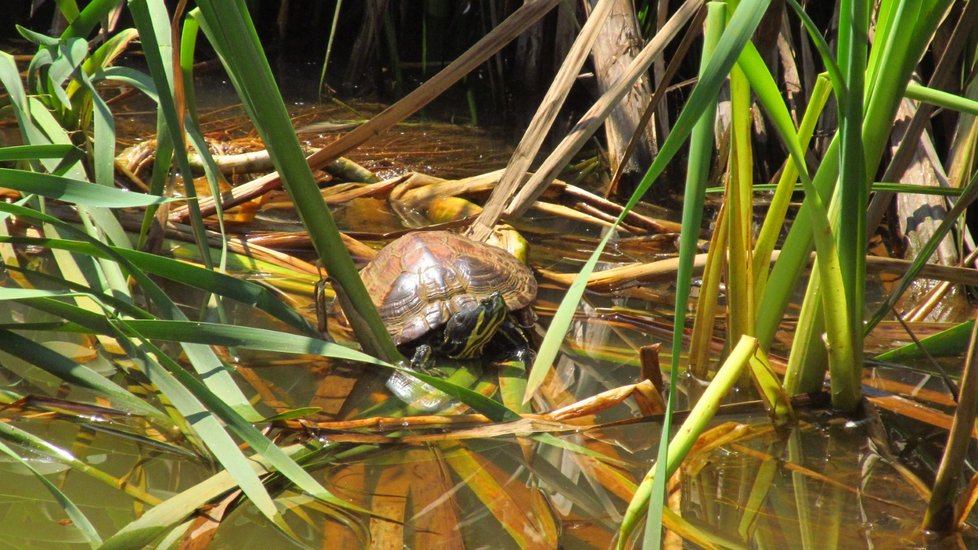 Želvy nádherné jsou aktivní hlavně v letním období. Vidět je na hladině Boublíkova rybníku, nebo ne břehu není problém.