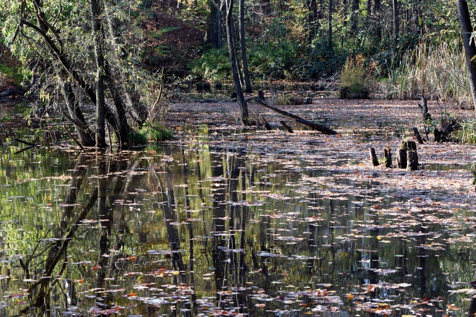 Želvám nádherným se v Boublíkově rybníku v Třinci daří. Připomíná mokřady z jihu USA, kde je jejich přirozené prostředí.