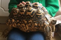 Bobek (22) se našel! Ztracená želva pardálí se vydala na túru půl kilometru od domova
