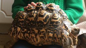 Bobek (22) se našel! Ztracená želva pardálí se vydala na túru půl kilometru od domova