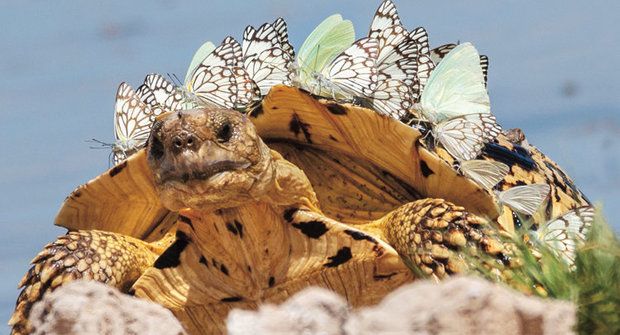 Falešný stegosaurus