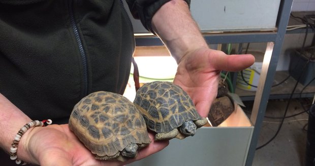 Rodiče mláděte želvy pavoukovité v brněnské zoo. Samice (vlevo) je o něco větší, než samci.