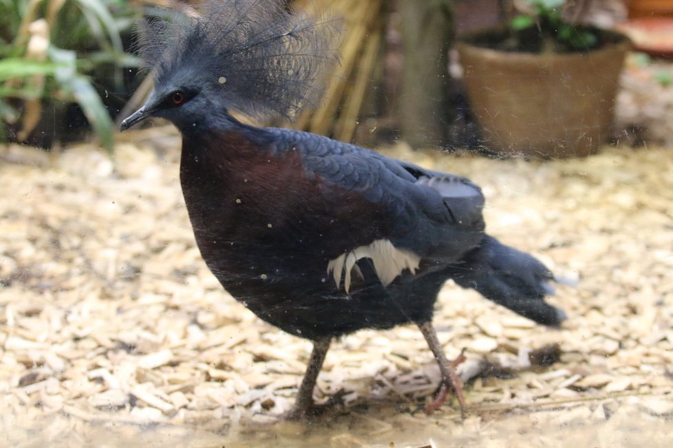 Korunáč sclaterův je největším druhem holuba na světě. Brněnská zoo zatím získala pouze samici, chtěla by přitom zkompletovat celý pár.