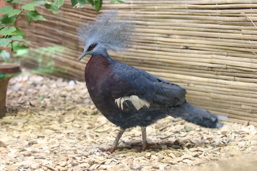 Korunáč sclaterův je největším druhem holuba na světě. Brněnská zoo zatím získala pouze samici, chtěla by přitom zkompletovat celý pár.