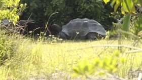 Dokumentarista vyrušil želvy při sexu a málem nestačil utéct!
