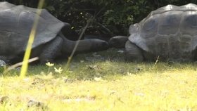Dokumentarista vyrušil želvy při sexu a málem nestačil utéct!