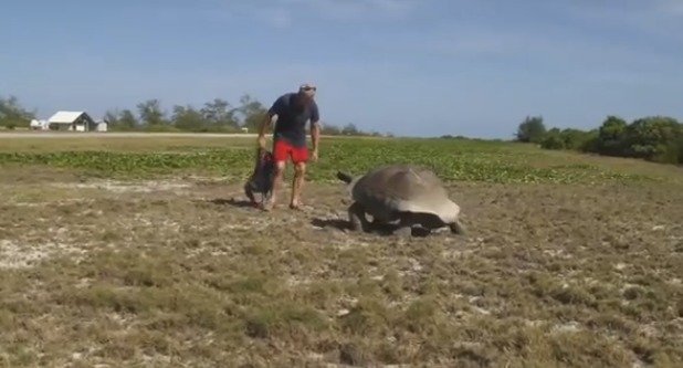Dokumentarista vyrušil želvy při sexu a málem nestačil utéct!