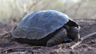 Úspěšný želví comeback na Galapágy. Po 150 letech