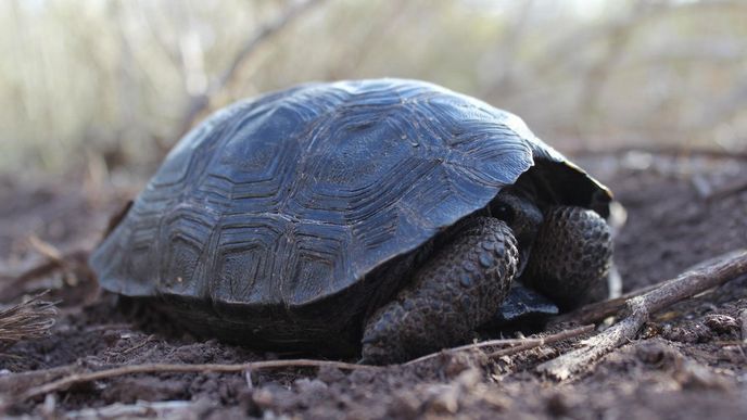 želva sloní pinzónská (G. nigra ephippium)