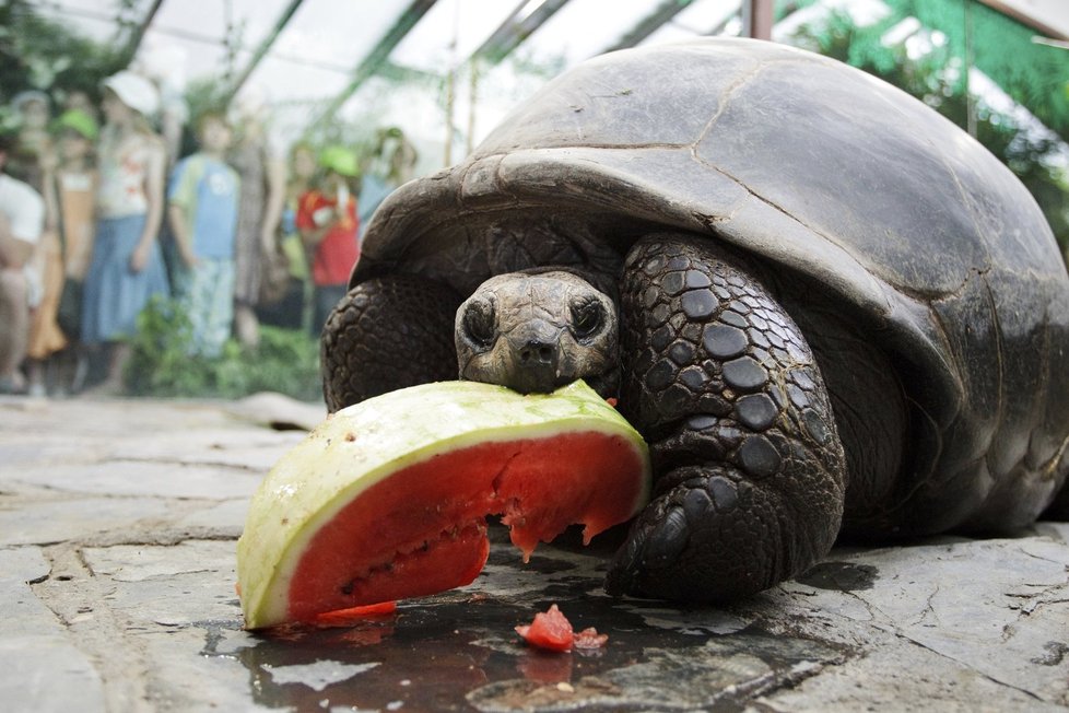 Želvy z pražské zoo melouny milují, spořádají jich požehnaně.