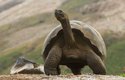 Přestože se nedostaly do první padesátky, mezi kriticky ohrožené patří i želvy sloní (Chelonoidis nigra) z Galapág