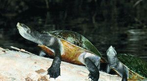 Opalování v noci: Proč se vodní želvy sluní v záři měsíce?