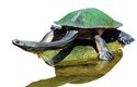 Dlouhokrčka široká patří k nejrozšířenějších říčním želvám Austrálie