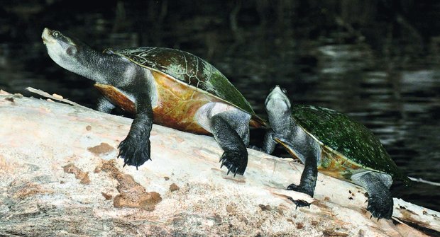 Opalování v noci: Proč se vodní želvy sluní v záři měsíce?