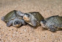 Úspěch pražské zoo: Zjistili, jak namnožit pouze samečky vzácné želvy! Tři se teď vylíhli