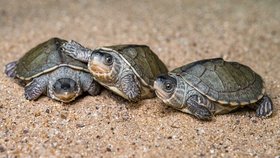 Inkubace vajec želvy Smithovy předpokládá nastartování vývoje zárodků takzvanou diapauzou. Ta je v Zoo Praha řešena umístěním vajec na jeden až dva měsíce do vinotéky o teplotě 14 °C. Teprve až po opětném nasazení do teplé líhně se vejce začnou vyvíjet.