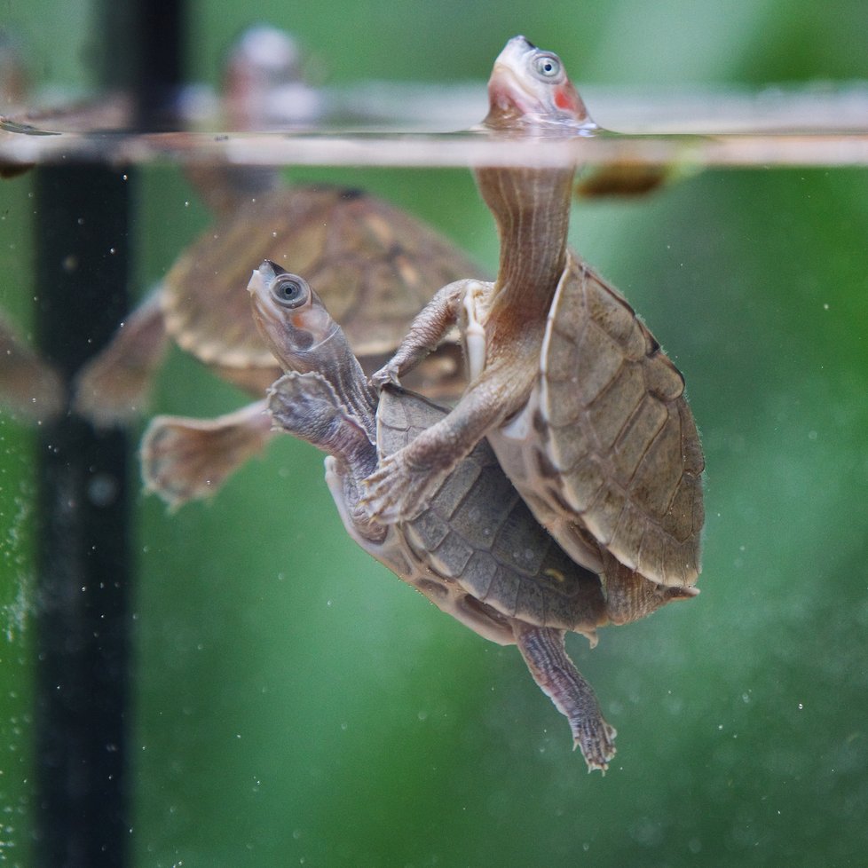 Želvy Smithovy patří mezi obtížně množitelné želvy, v roce 2008 je Zoo Praha rozmnožila jako první na světě. Poslední čtyři roky se jejich odchov nedařil, letošní mláďata jsou o to větší úspěch.