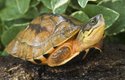 Želva třípásá (Cuora trifasciata) z jižní Číny je dodnes vyhledávanou lahůdkou, přestože v přírodě přežívá méně než 500 jedinců