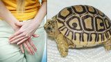 Žena měla ve vagině želvu. Našli ji v ní lékaři, když si stěžovala po pařbě na bolesti břicha