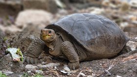 Ekvádor potvrdil, že na Galapágách byla objevena želva z vymřelého druhu