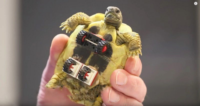 Díky nápadu veterináře se může želva sama pohybovat!