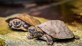 V&nbsp;Zoo Praha se v&nbsp;listopadu vylíhla už tři mláďata želvy záhadné. Dnes jsou velká zhruba 7 cm, v&nbsp;dospělosti dorostou až do 23 cm délky. Jde o první pražská mláďata tohoto tajuplného druhu od roku 2018.
