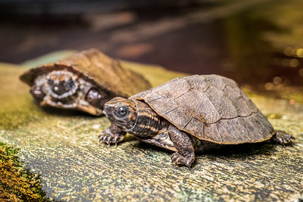 V&nbsp;Zoo Praha se v&nbsp;listopadu vylíhla už tři mláďata želvy záhadné. Dnes jsou velká zhruba 7 cm, v&nbsp;dospělosti dorostou až do 23 cm délky. Jde o první pražská mláďata tohoto tajuplného druhu od roku 2018.