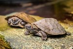 V Zoo Praha se v listopadu vylíhla už tři mláďata želvy záhadné. Dnes jsou velká zhruba 7 cm, v dospělosti dorostou až do 23 cm délky. Jde o první pražská mláďata tohoto tajuplného druhu od roku 2018
