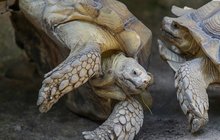 Letní vedro nažhavilo vášnivé samce želvy ostruhaté 