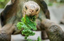 Velké želvy v Zoo Praha: Nedáš lupeny, spaseme pavilon