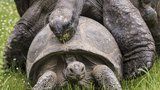 Želvy v pražské zoo se na sebe vrhly: Oddávaly se želví lásce před zraky návštěvníků