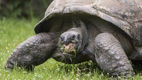 Želvy obrovské a sloní v ZOO Praha se letos poprvé podívaly ven.