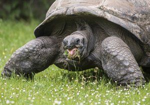 Přerušili jsme želvám obrovským a sloním v Zoo Praha jejich svačinku