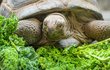 Velké želvy v Zoo Praha milují šťavnaté zelené.