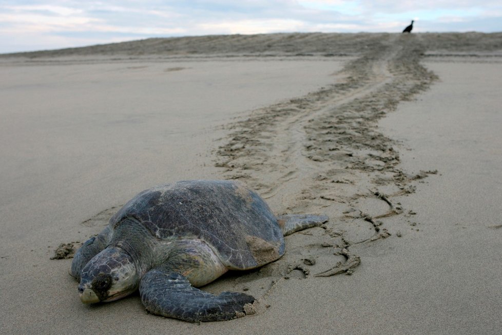 Tři stovky mrtvých ohrožených želv našli v sítích mexičtí rybáři (ilustrační foto)