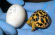 Malé želvy ještě nemají na krunýři hvězdy jako rodiče, ale spíš dlouhá žlutá písmena X v tmavých polích.