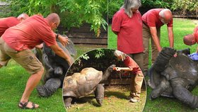 Největší urážka želvího samce? Nohy vzhůru! Toro z pražské zoo musel kvůli operaci na záda