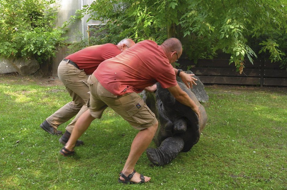 Největší urážka želvího samce? Nohy vzhůru! Toro z pražské zoo musel kvůli operaci na záda