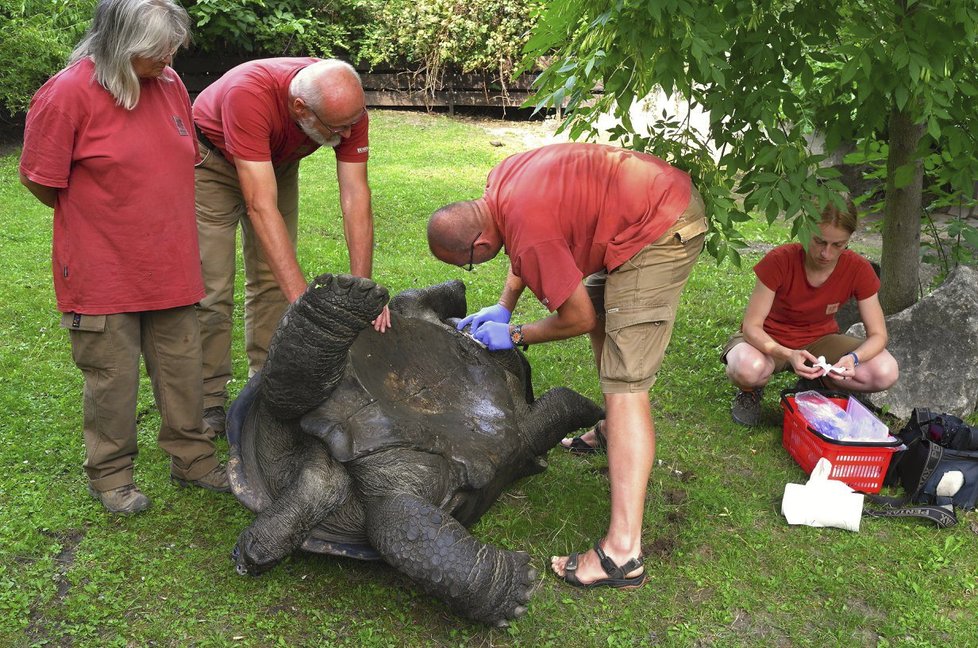 Největší urážka želvího samce? Nohy vzhůru! Toro z pražské zoo musel kvůli operaci na záda