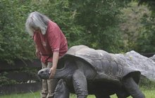 Samec želvy obrovské: Toro je mazel i zuřivý býk