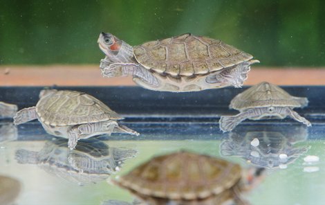 Býložravé želvy Smithovy pocházejí ze severní Indie a Nepálu a voda je jejich živlem.