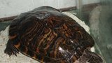 Ve Vltavě našli vzácnou želvu pestrou