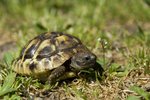 Želvy potřebují pestrou stravu, správně zateplené i nasvícené terárium a v zimě musí zimovat. 