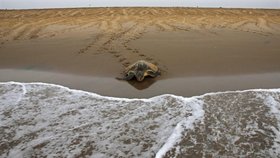 Otřesný „zážitek“ na Krétě: Na turisty na pláži zaútočily želvy! (Ilustrační foto)