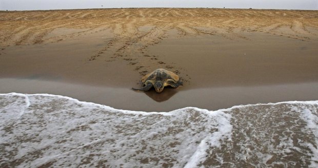 Otřesný „zážitek“ na Krétě: Na turisty na pláži zaútočily želvy! (Ilustrační foto)