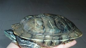 To je on, sameček želvy nádherné, ulovený v Rokytce v pražské Libni