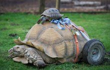 Věčně nadržený želví samec Bert skončil na vozíku: Kvůli sexu přišel o zadní běhy!