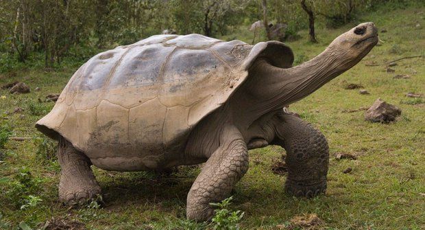 Příběhy vyhynulých zvířat: Želvy sloní