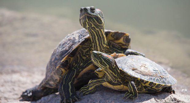 Želvy nad propastí: Seznam ohrožených druhů